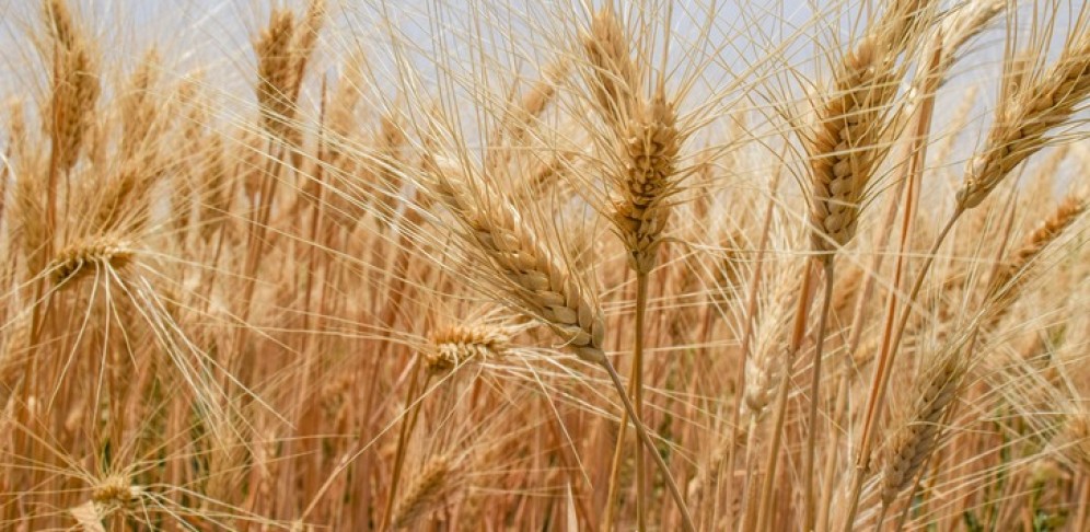 Wheat Cereal: Healthy Breakfast with Many Benefits