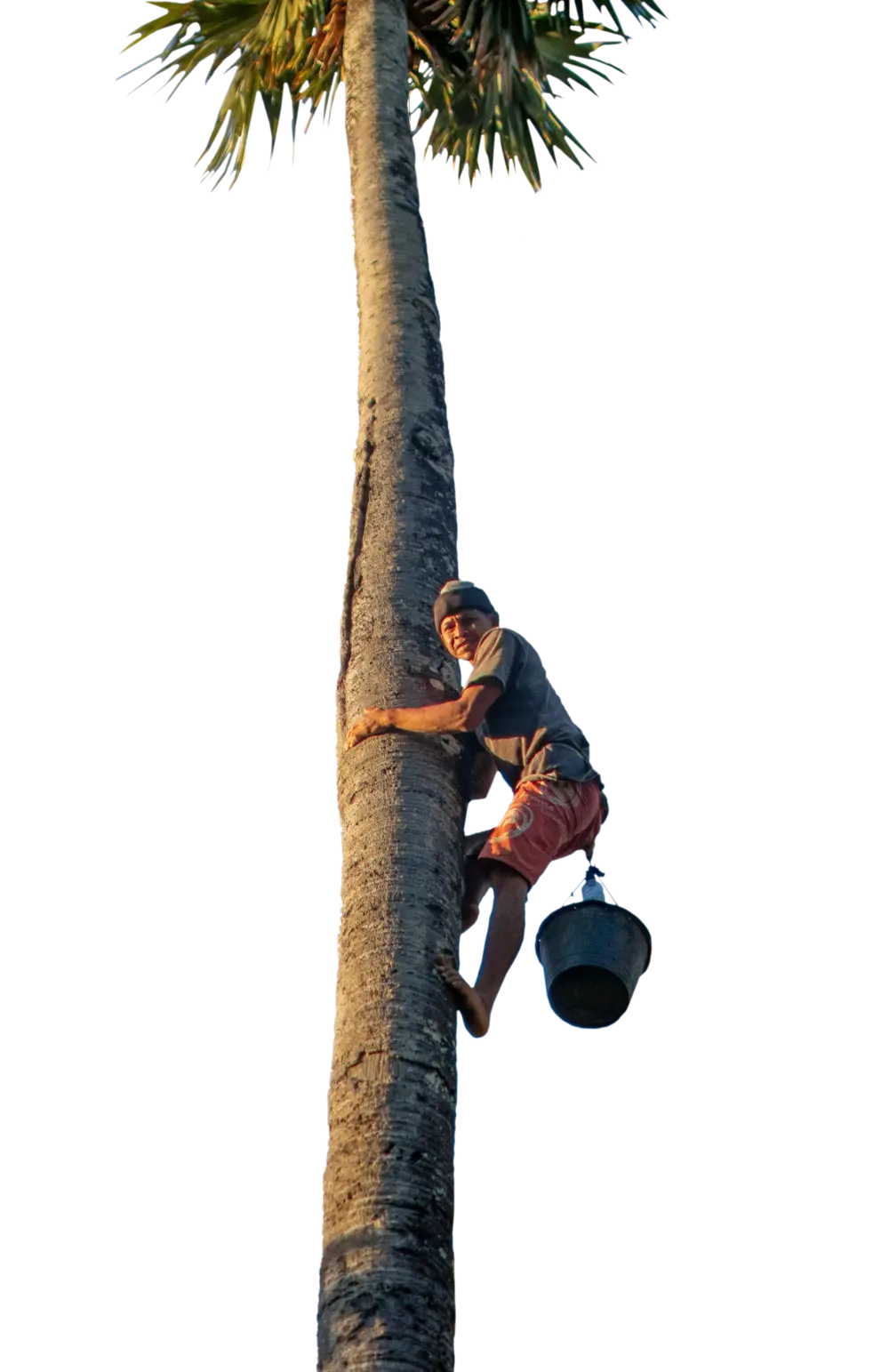 HOW? Genuine Indonesian Ingredients