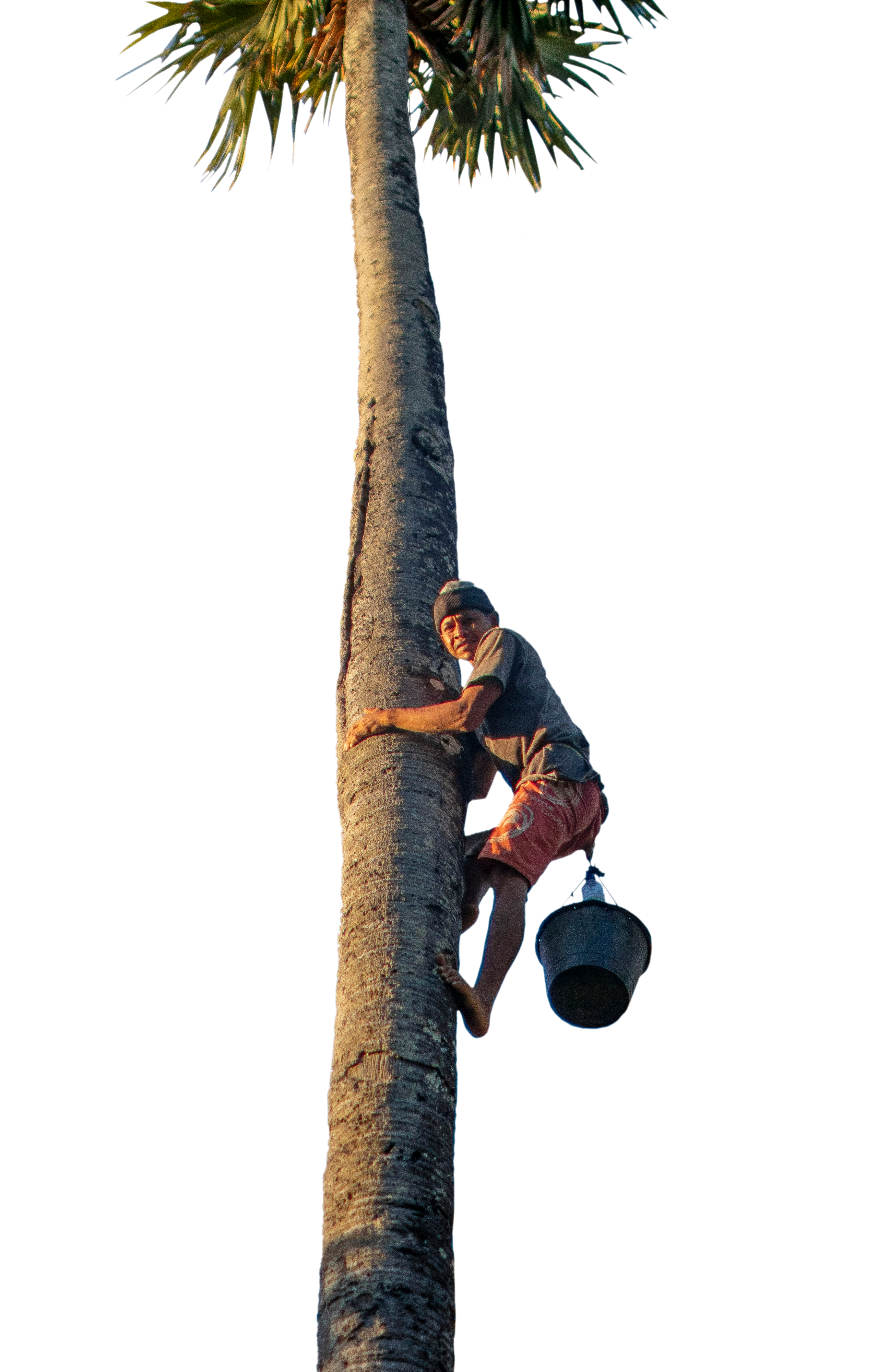 HOW? Genuine Indonesian Ingredients